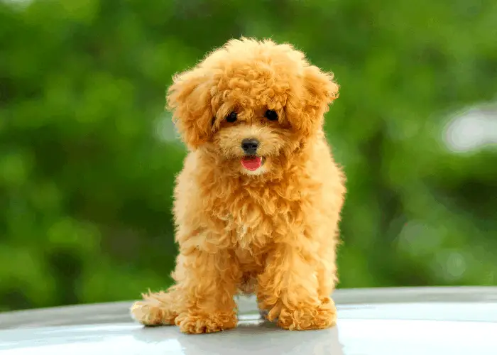 toy poodle standing on the table