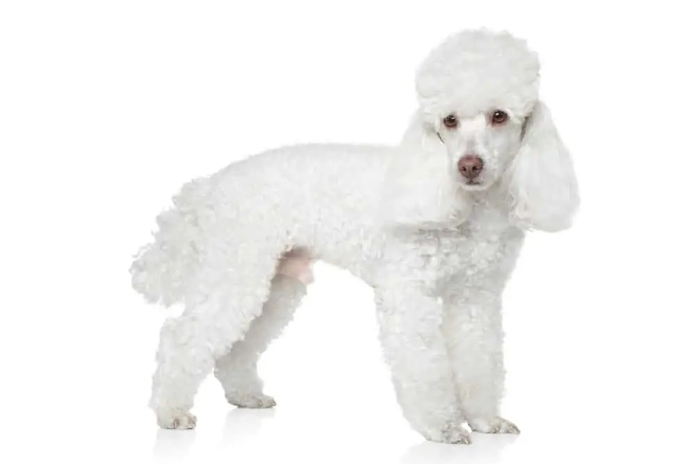 white toy poodle standing on white background