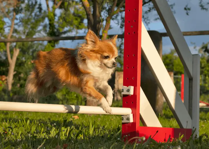 training a chiwawa