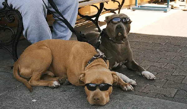 two pit bulls with sunglasses on leash, lying down with their owner
