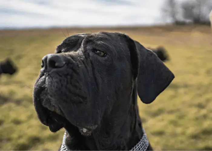 uncropped cane corso 