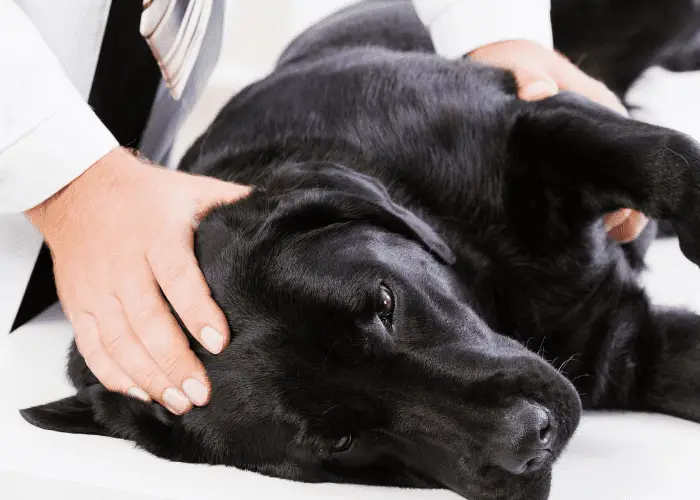 vet examining a black lab