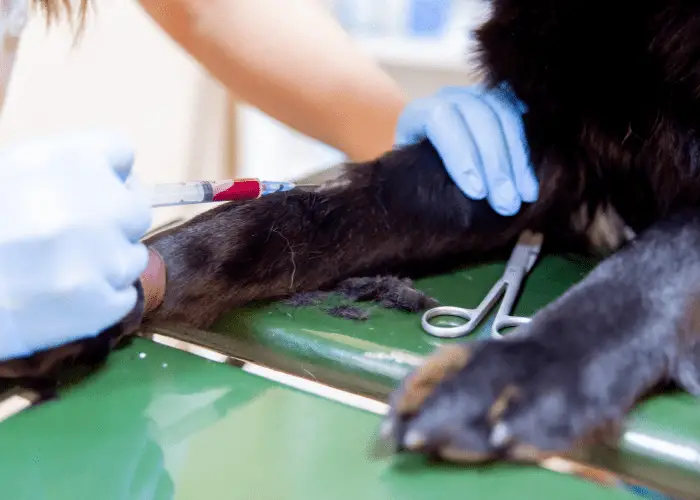 Vet Injecting Medication In A Dogs Leg 