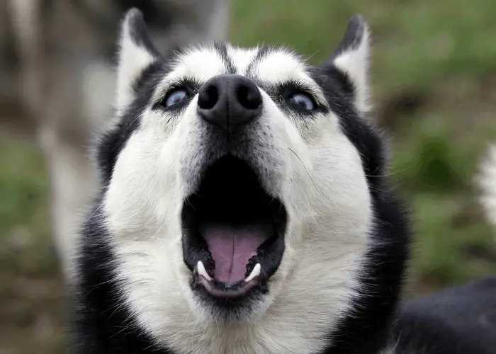 vocal husky close up image