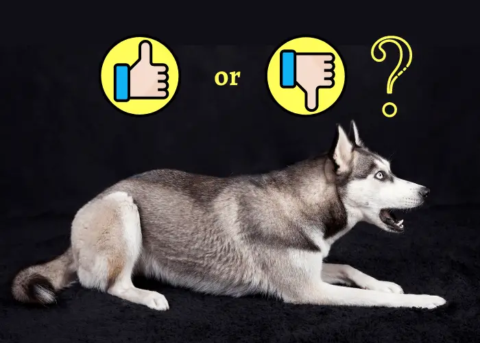 vocal husky is good or bad illustration