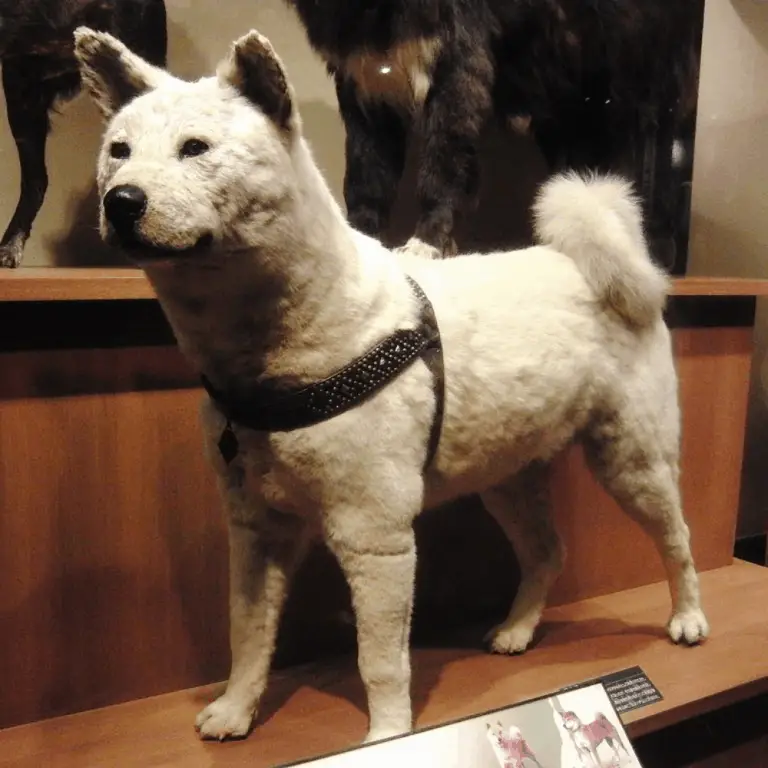 what-kind-of-dog-is-hachi-dog-breeds-faq