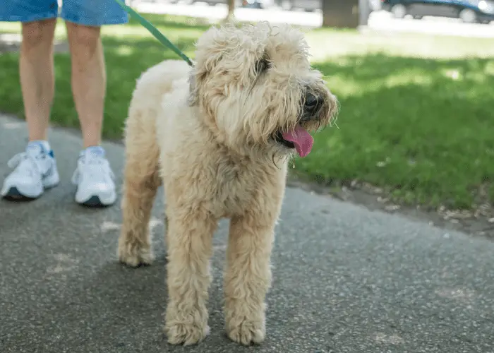 wheaten terrier walking with its owner