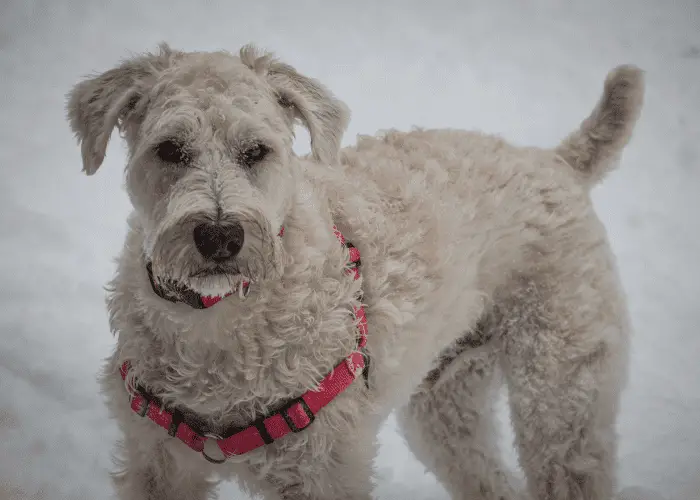 wheaten terrier with read leash in the snow