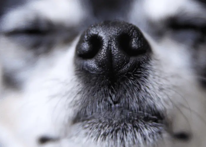 whiskers of a chihuahua