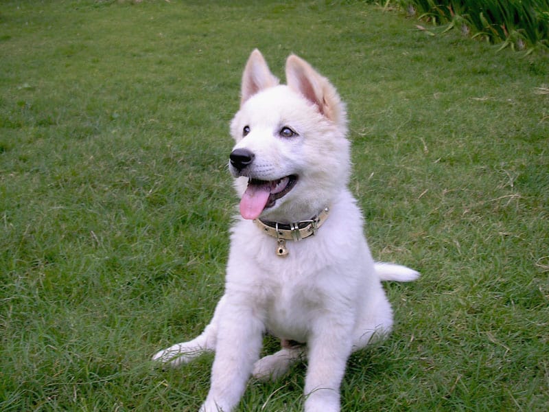 white kintamani dog
