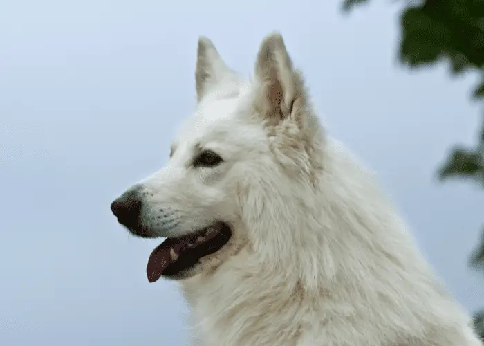 white german shepherd close up view