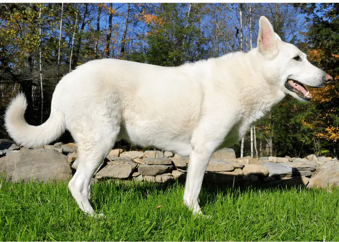 white german shepherd side view image