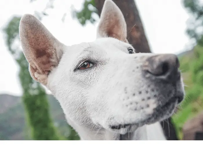 white kintamani dog in the backyard