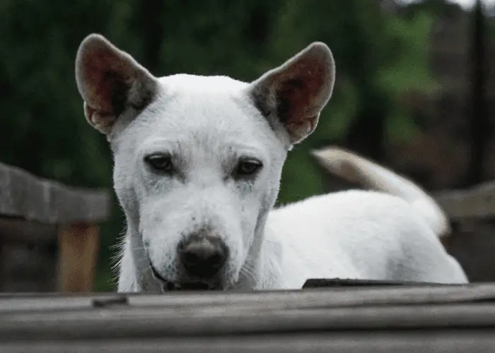 white kintamani dog standing behind a table