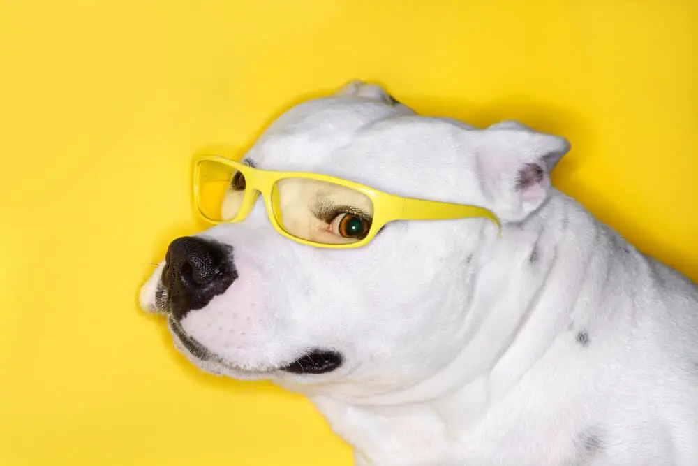white pit bull dog breed on yellow background