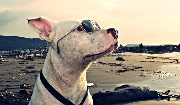 white pit bull with sunglasses looking at the sky near the seashore