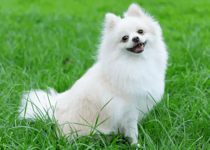 white pomeranian on the green lawn