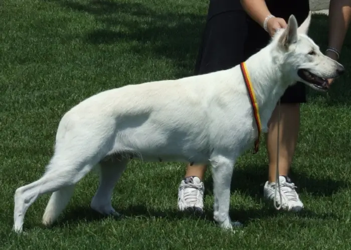 white shepherd dog with owner