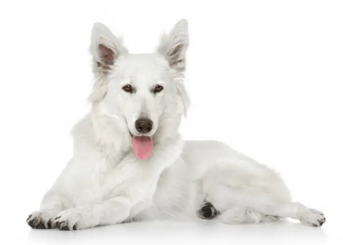 white swiss shepherd dog on white background