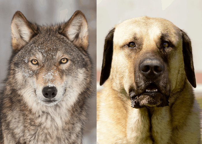 wolf and kangal side by side photo