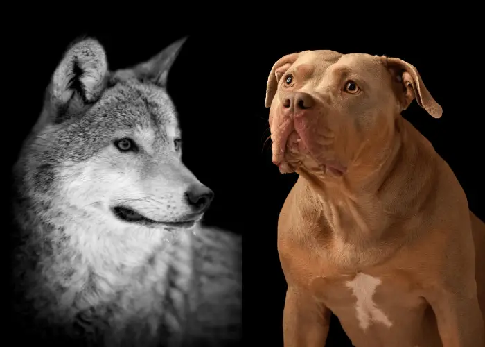 wolf and pitbull on dark background