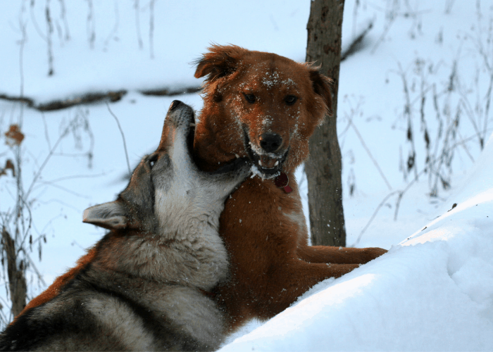 wolf attacking a dog