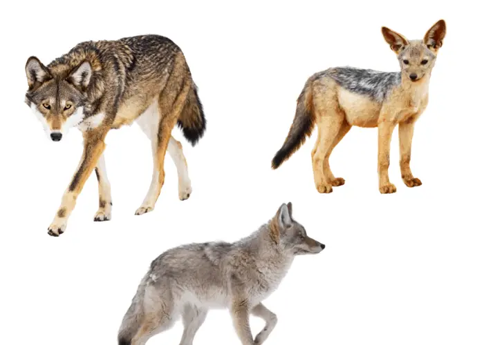 wolf, coyote and jackal