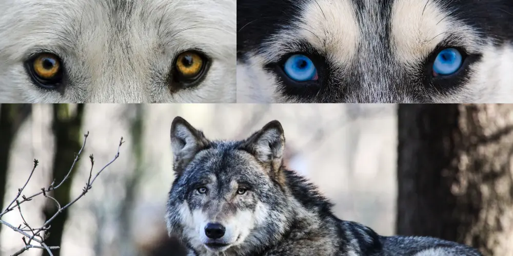 wolf eye colors presentatation image