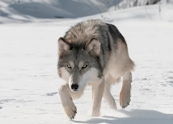 wolf walking in the snow