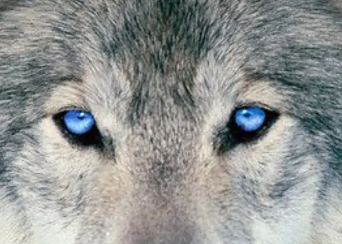 wolf with blue eyes close up