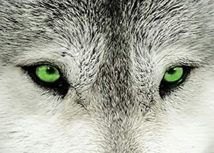 wolf with green eyes close up
