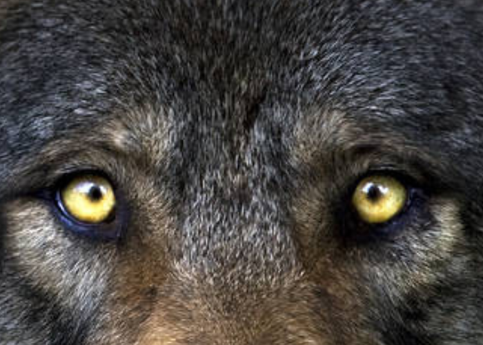 wolf with yellow eyes close up image