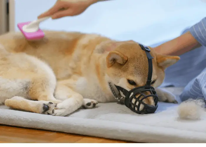 woman brushing a shiba inu 