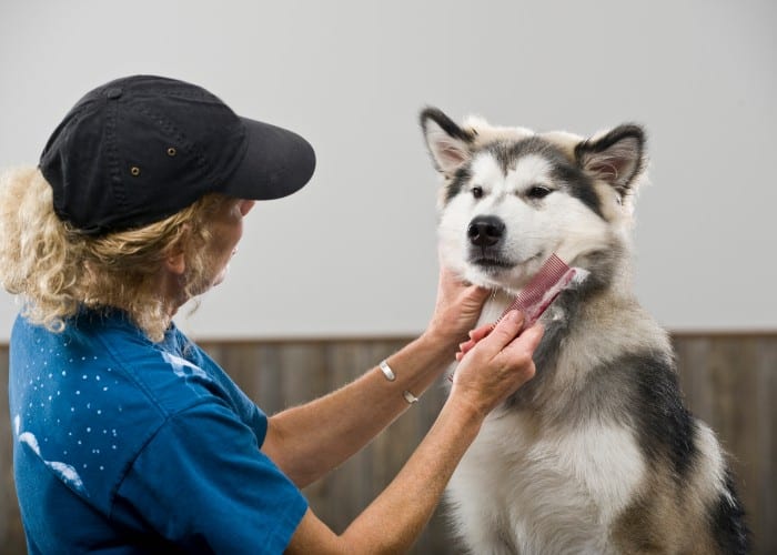 woman combing a husky