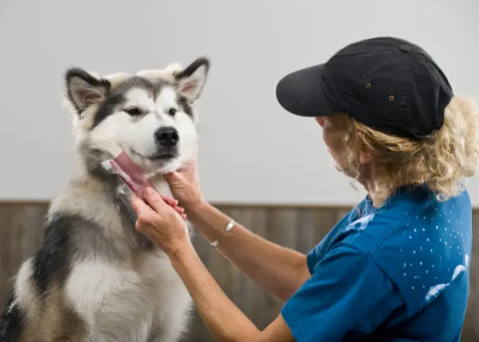 woman in blue and cap combing an alaskan malamute