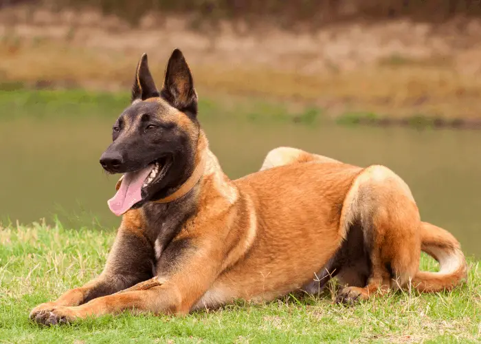 young belgian malinois near the lake