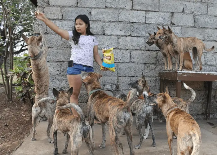 young girl feeding 9 askal dogs with chips