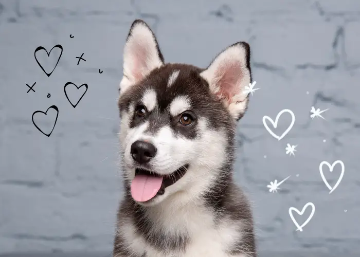 young siberian husky dog breed with pointed ears close up photo