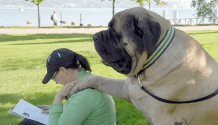 zorba putting paw on owner's shoulder