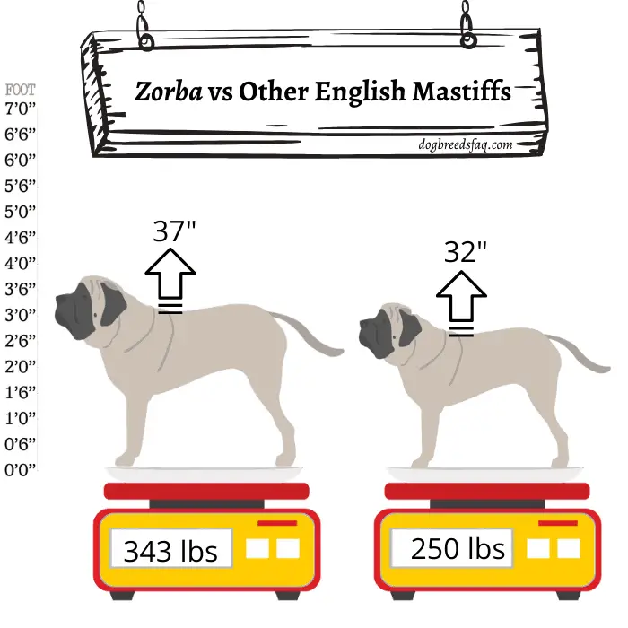 zorba vs other mastiffs comparison